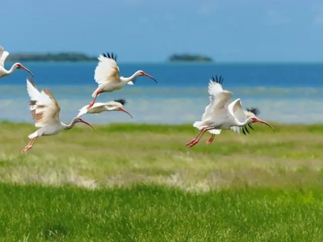 沼泽国家公园 (Everglades National Park, FL)